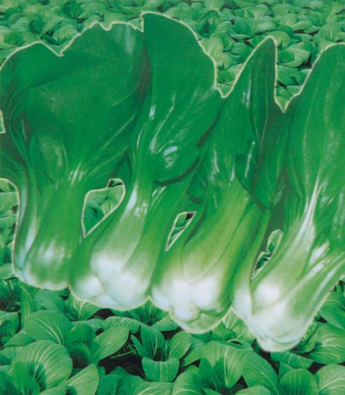 �����Ϻ���